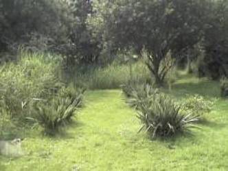 palmlilien1998.jpg