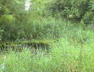 teich1997_01.jpg