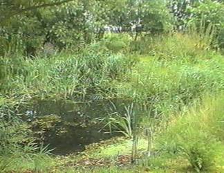 teich1997_02.jpg